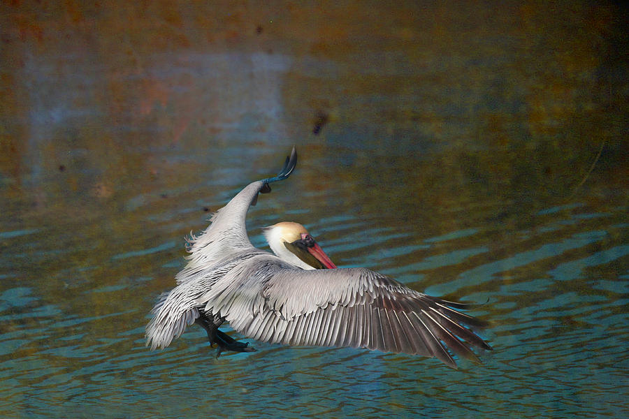 Brown Pelican Flight Florida Photograph by Joseph G Holland