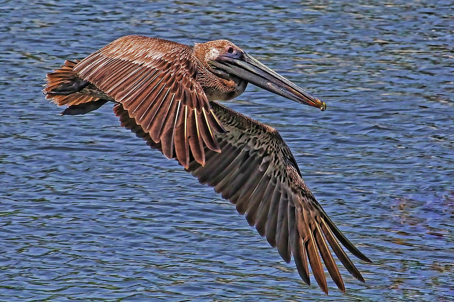 Brown Pelican Flyby Photograph by HH Photography of Florida