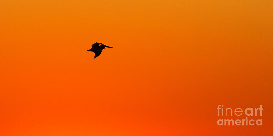 Brown Pelican Flying Against Dawn Photograph by Max Allen