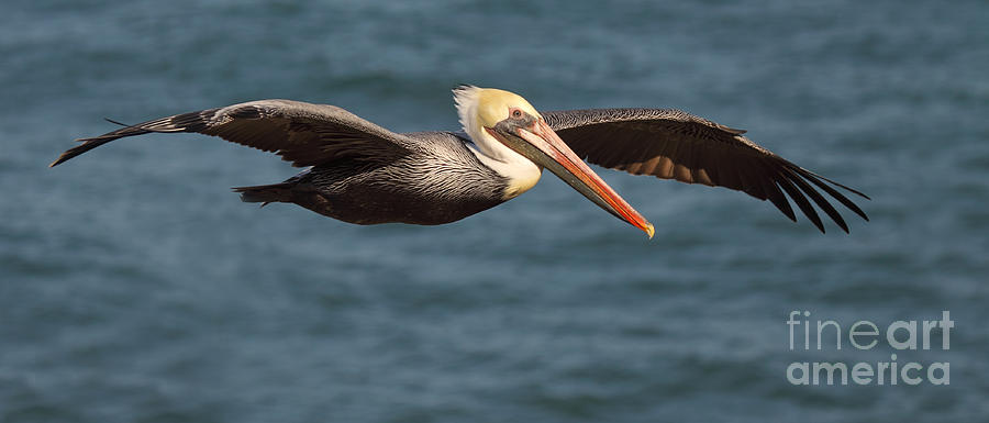 Brown Pelican Flying By Photograph by Max Allen