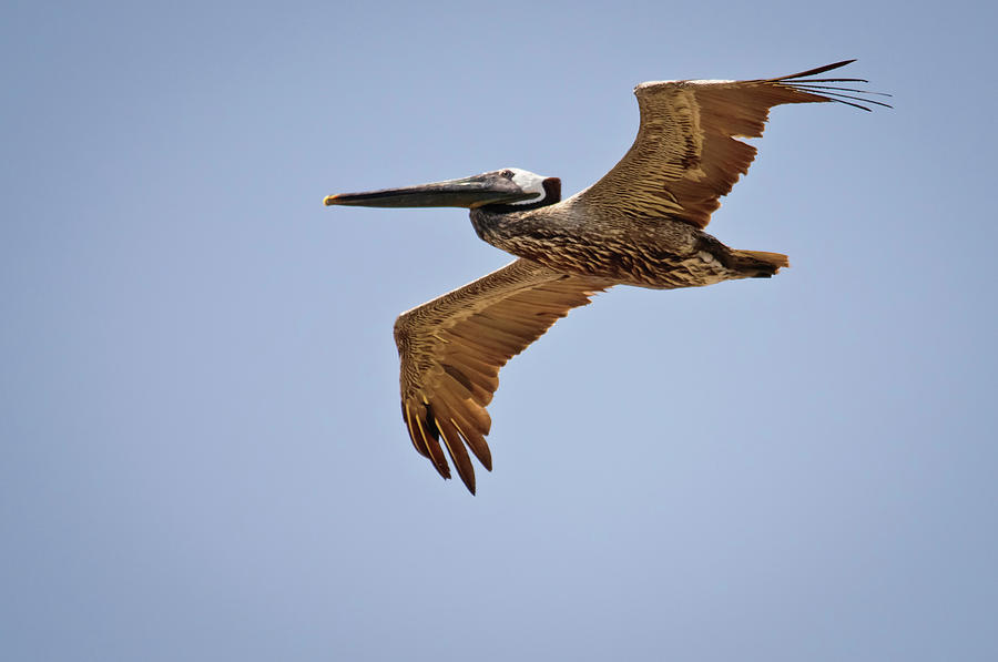 Bird Photograph - Brown Pelican flying by Christine Kapler