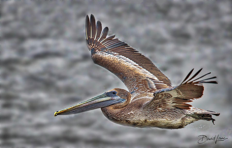 Brown Pelican Flying by David A Lane Brown Pelican Flying by David A Lane