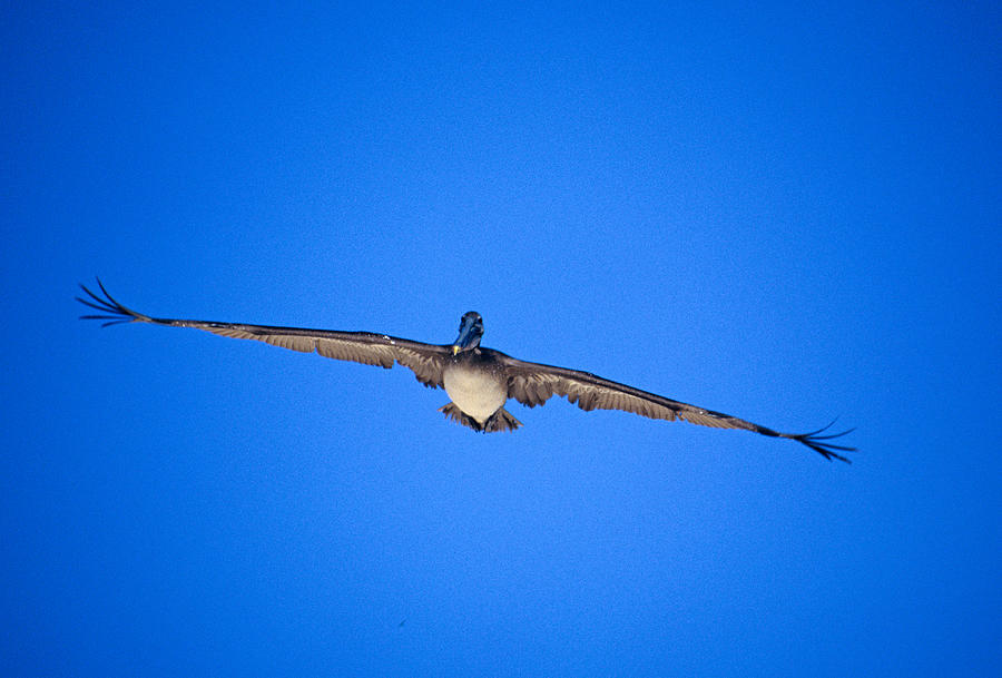 Brown Pelican Flying Photograph by John Harmon