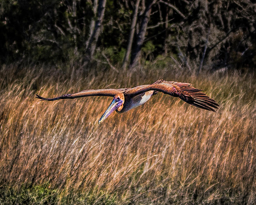 Brown Pelican Flying Over Marsh Photograph by Joe Granita