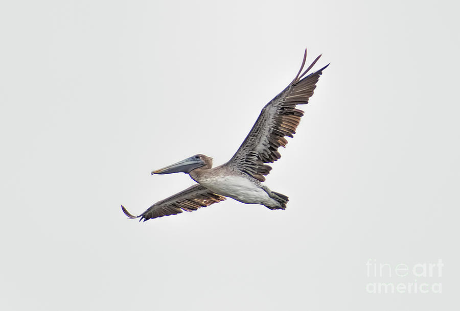 Brown Pelican Flying over Winyah Bay Photograph by David Oppenheimer