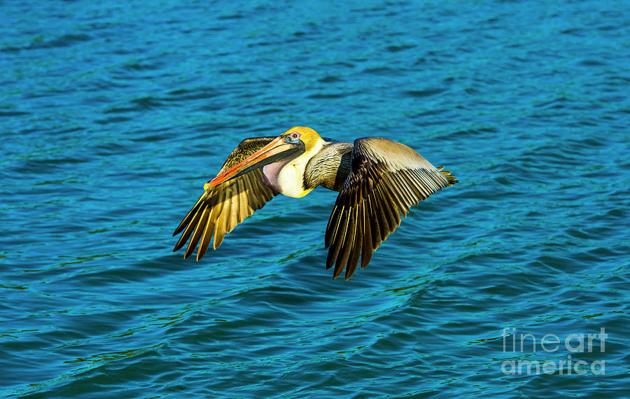 Brown Pelican Flying Photograph by Stefano Senise