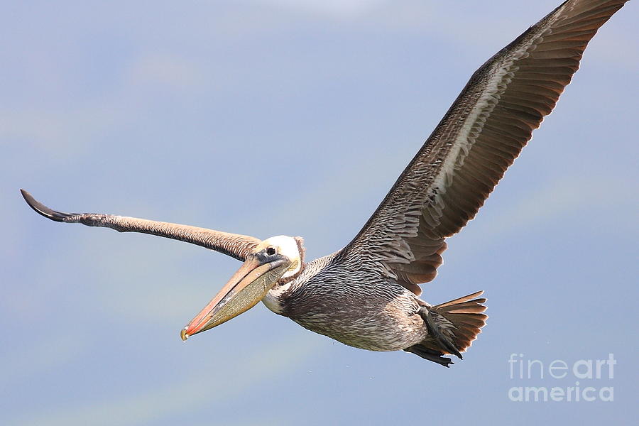Brown Pelican Flying Photograph by Wingsdomain Art and Photography