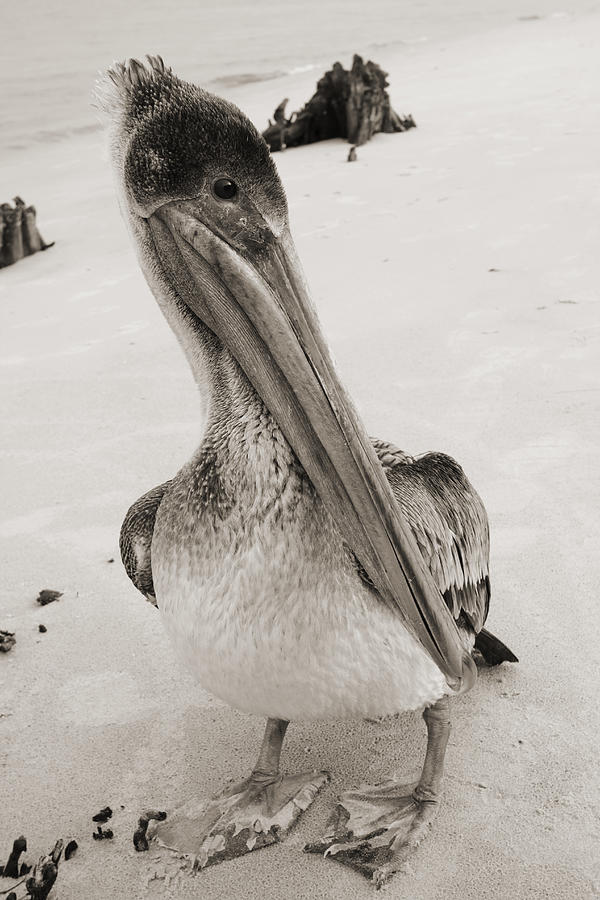 Pelican Photograph - Brown Pelican Folly Beach SC Sepia by Dustin K Ryan