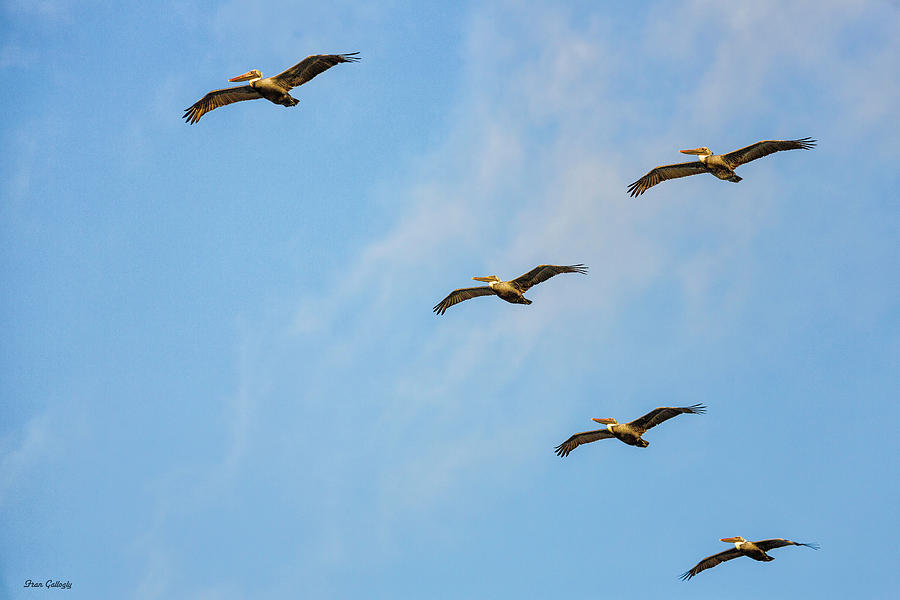 Brown Pelican Formation Photograph by Fran Gallogly