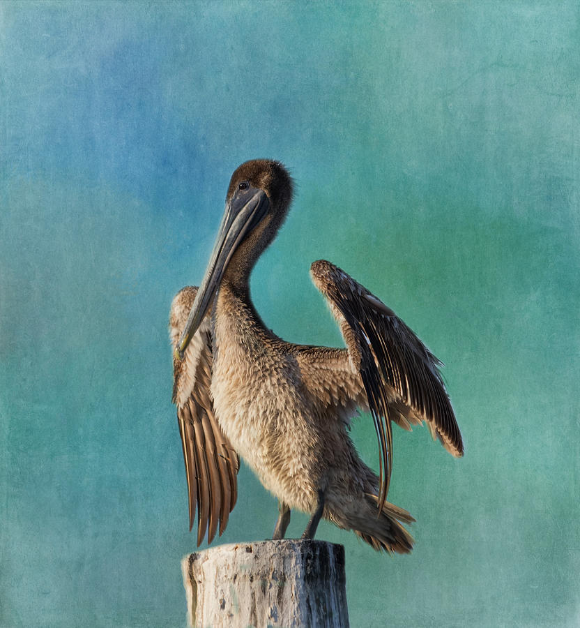 Brown Pelican - Fort Myers Beach Photograph by Kim Hojnacki