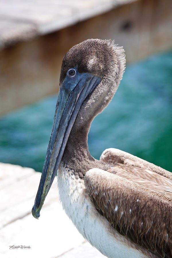 Pelican Photograph - Brown Pelican Friend by Michelle Constantine