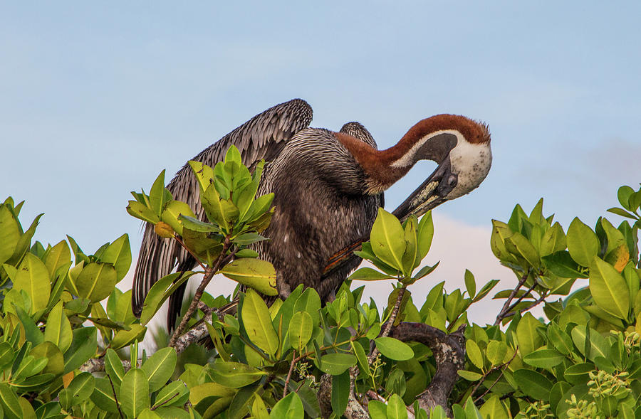 Brown Pelican, Galapagos Islands Photograph by Venetia Featherstone-Witty