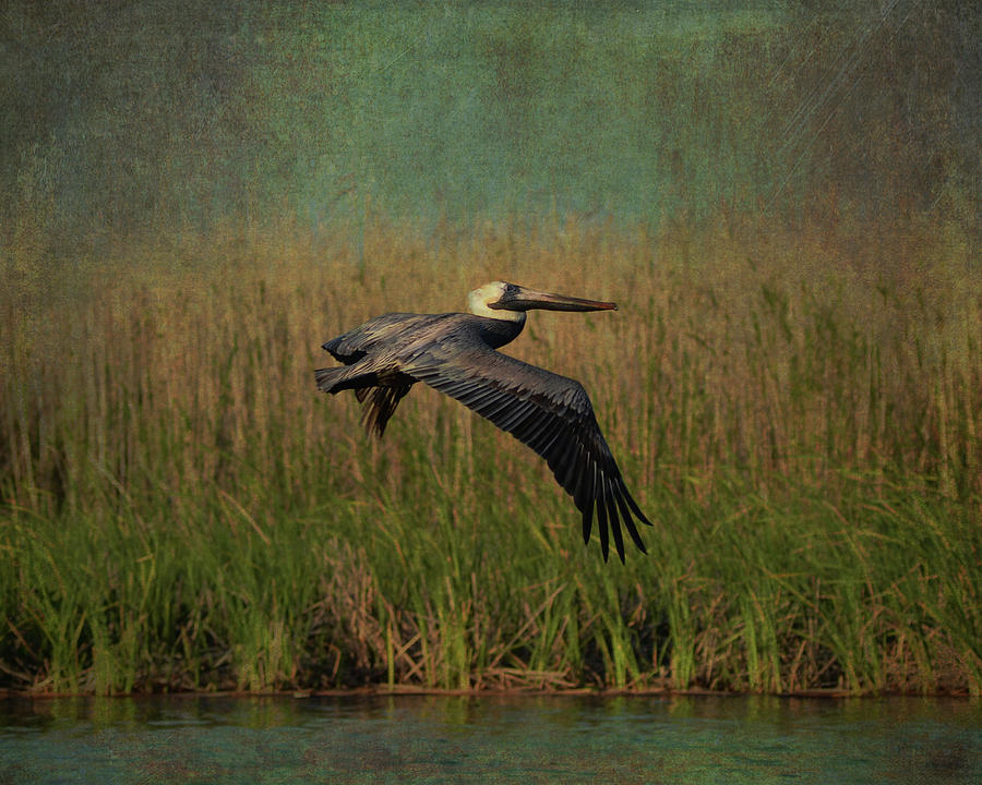 Brown Pelican Gliding Above Marshes Photograph by Carla Parris