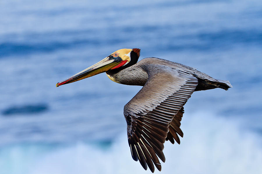 Brown Pelican in Flight 3 Photograph by Ben Graham
