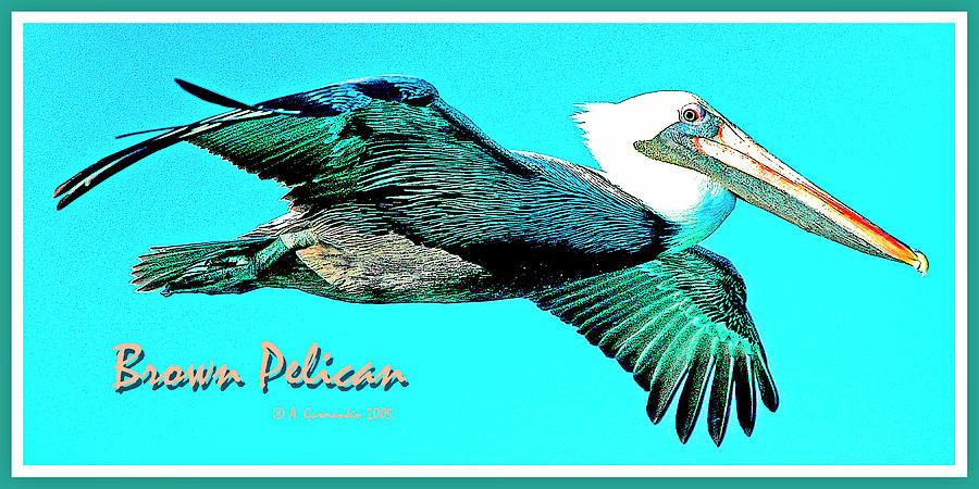 Brown Pelican in Flight Digital Art by A Macarthur Gurmankin