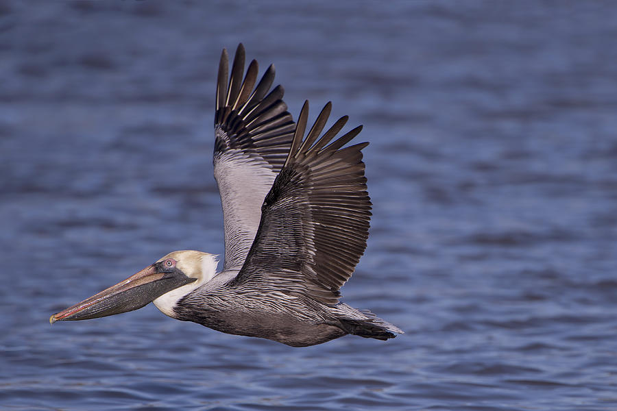 Brown Pelican in Flight Photograph by Bonnie Barry