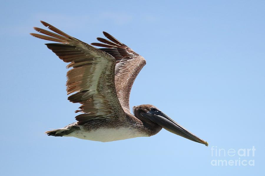 Brown Pelican in Flight Closeup Photograph by Carol Groenen