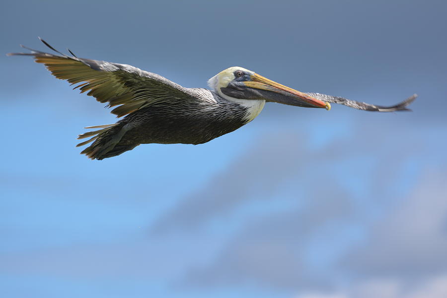 Brown Pelican In Flight Photograph By Don Columbus - Fine Art America