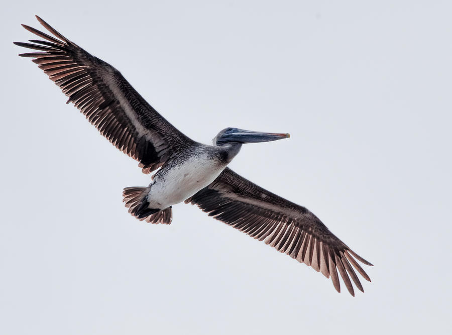 Brown Pelican in Flight Photograph by Harry Strharsky