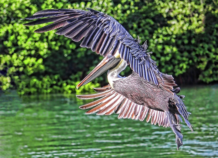 Brown Pelican In Flight Photograph by HH Photography of Florida