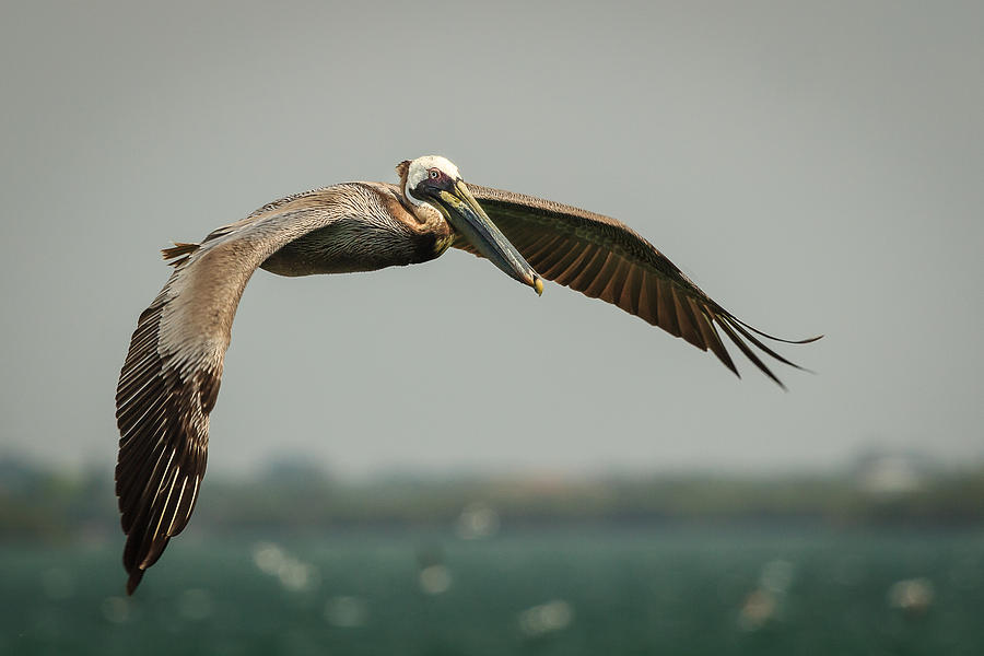 Brown Pelican in Flight Photograph by Joni Eskridge