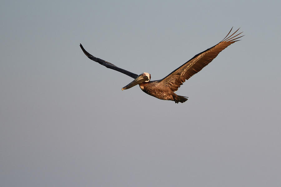 Brown Pelican In Flight No. 1 Photograph by Janice Adomeit