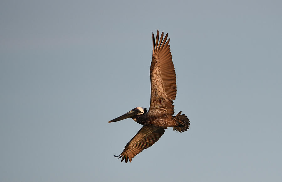 Brown Pelican In Flight No. 2 Photograph by Janice Adomeit