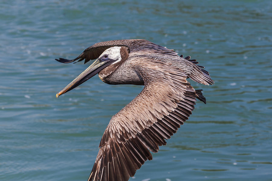 Brown Pelican in Flight Photograph by Paul Schultz