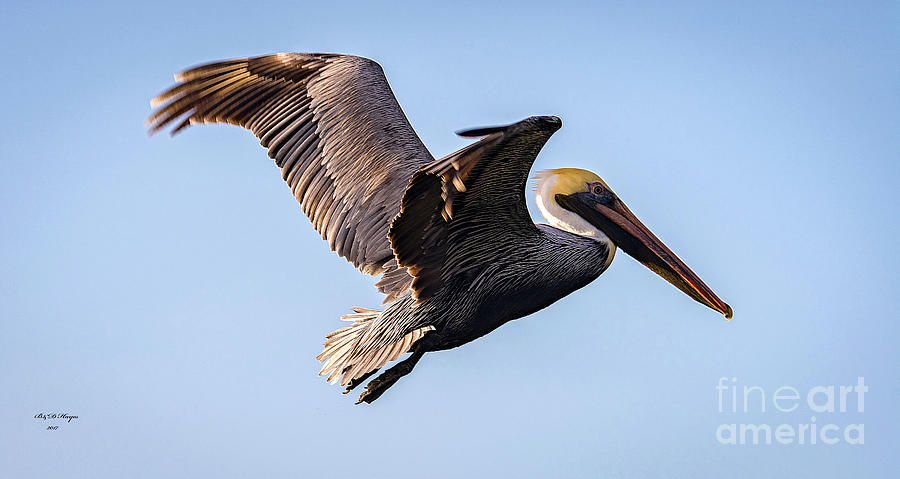 Brown Pelican In Flight - Pelecanus Occidentalis  Photograph by DB Hayes
