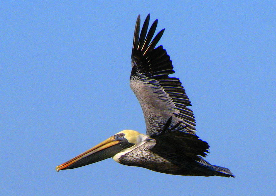 Brown Pelican in flight Photograph by T Guy Spencer
