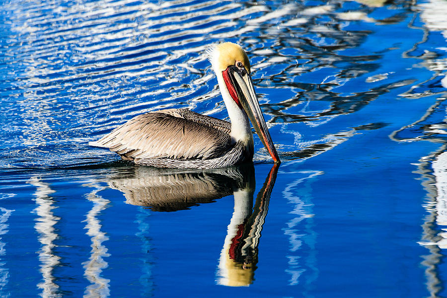 Brown Pelican in Harbor Photograph by Ben Graham