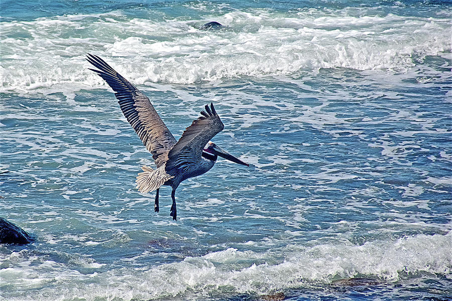 Brown Pelican in Puerto Penasco Bay from the Malecon in Sonora-Mexico  Photograph by Ruth Hager