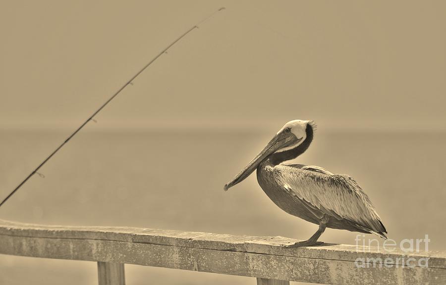 Pelican Photograph - Brown Pelican In Sepia by Bob Sample
