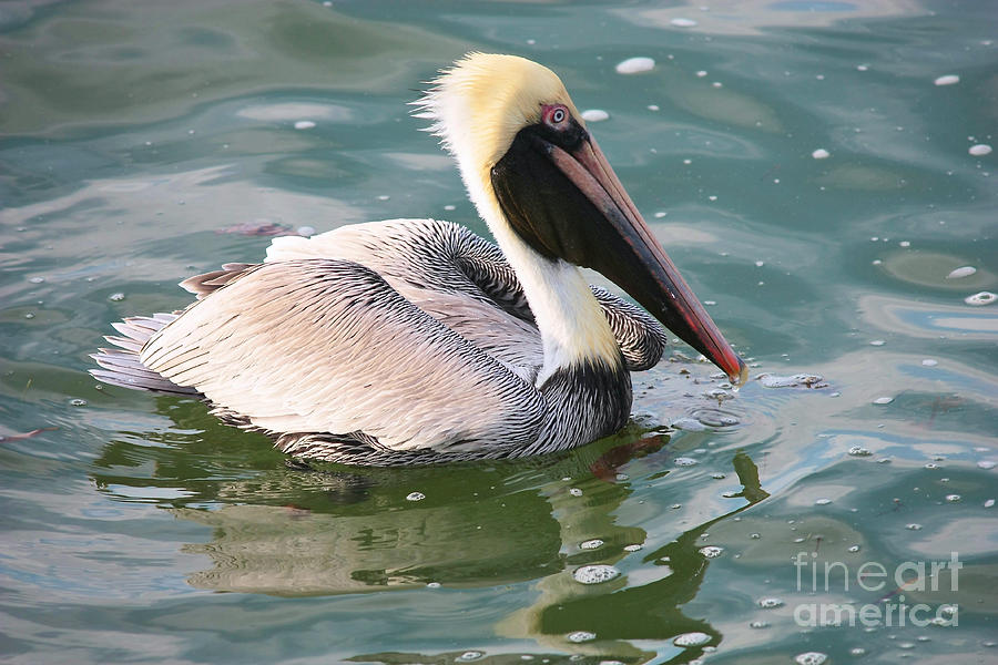 Brown Pelican in the Bay Photograph by Carol Groenen