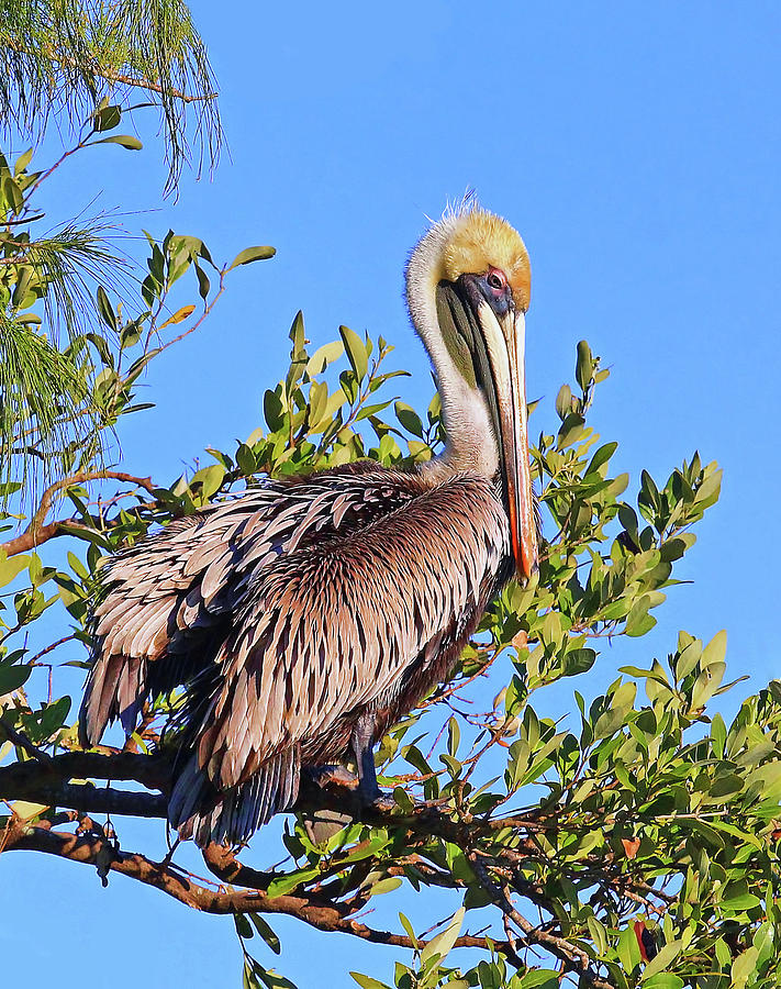 Brown Pelican In The Treetops Photograph by HH Photography of Florida