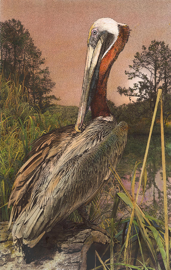 Brown Pelican Painting by John Dyess