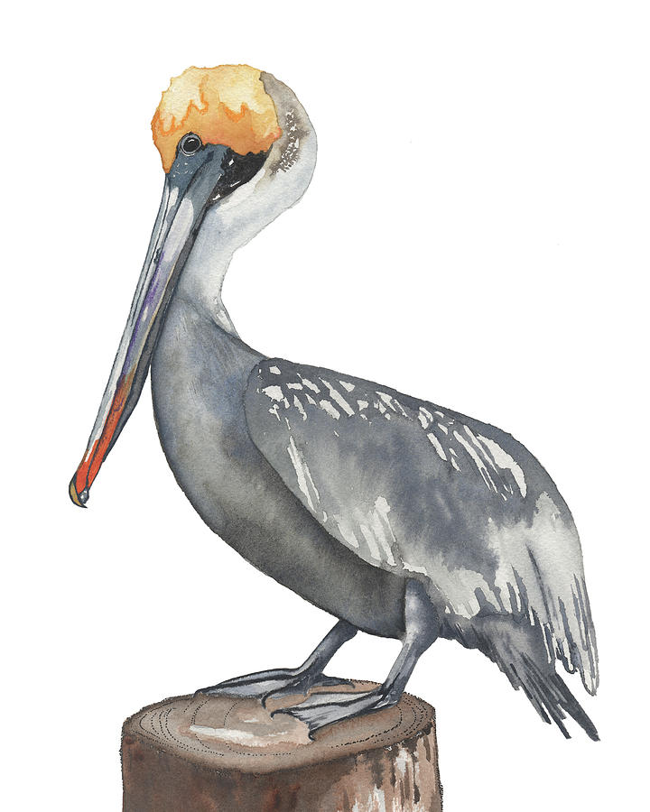 Brown Pelican Painting by Kenley Jones - Fine Art America