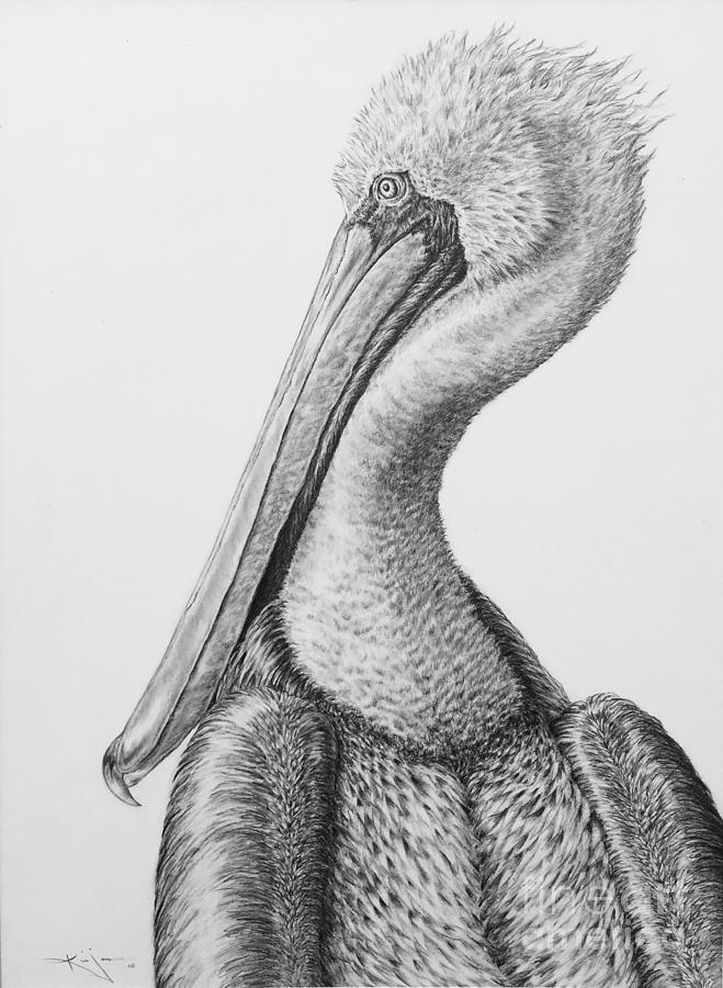 Brown Pelican Drawing by Kim Jones Fine Art America