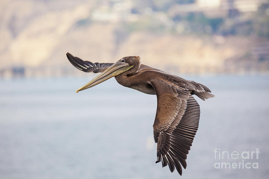 Brown Pelican - La Jolla Photograph by Bret Barton