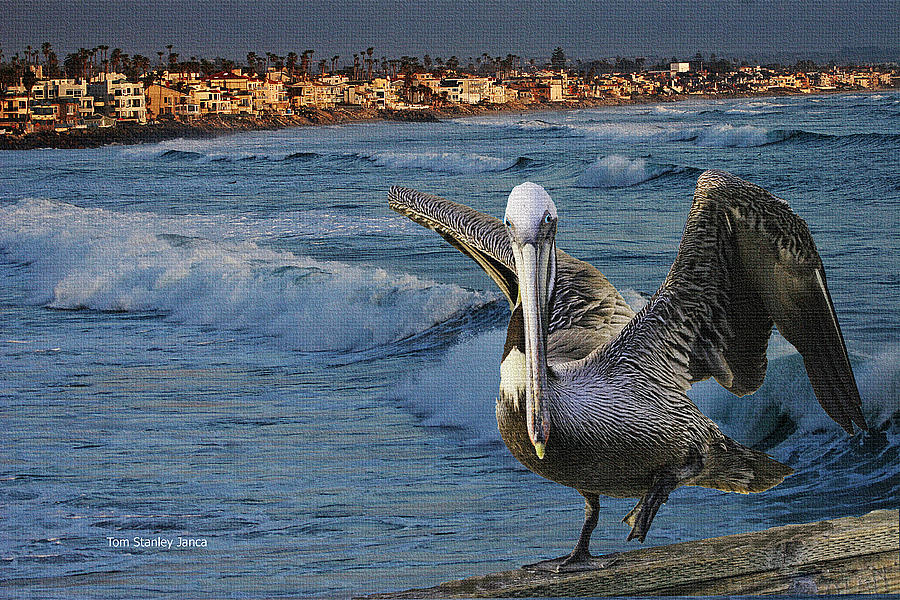 Brown Pelican Landing On Oceanside Pier Photograph by Tom Janca