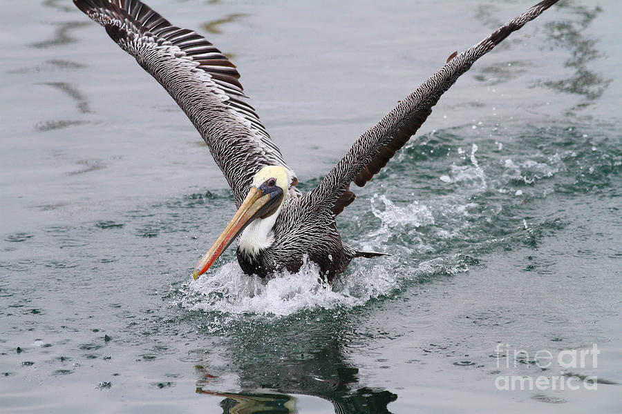 Animal Photograph - Brown Pelican Landing On Water . 7D8372 by Wingsdomain Art and Photography