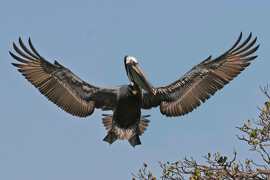 Brown Pelican Photograph by Larry Linton