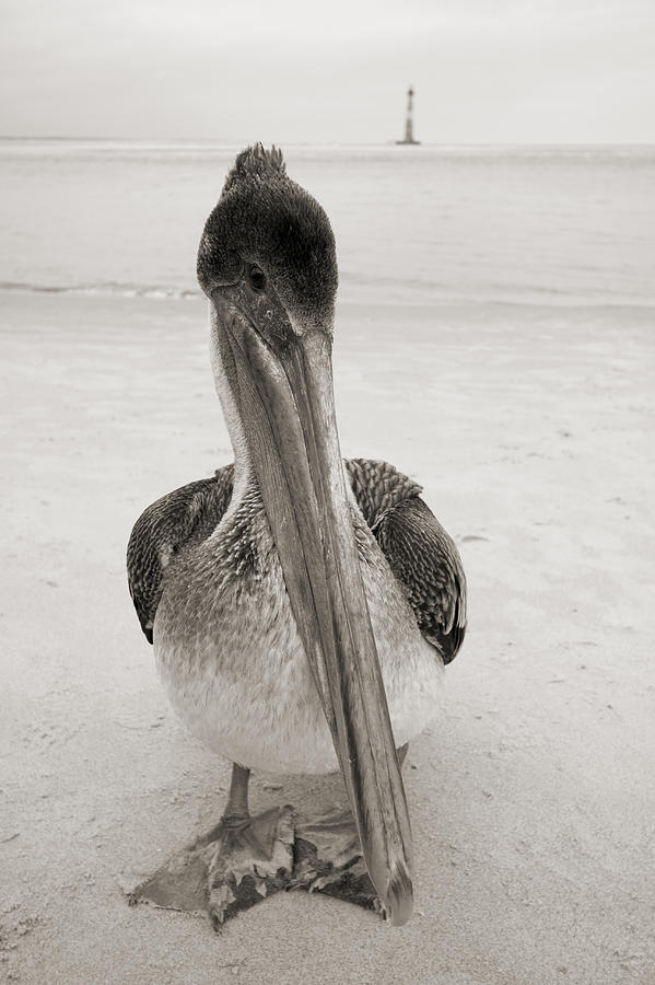 Pelican Photograph - Brown Pelican Morris Island Lighthouse Folly Beach SC by Dustin K Ryan