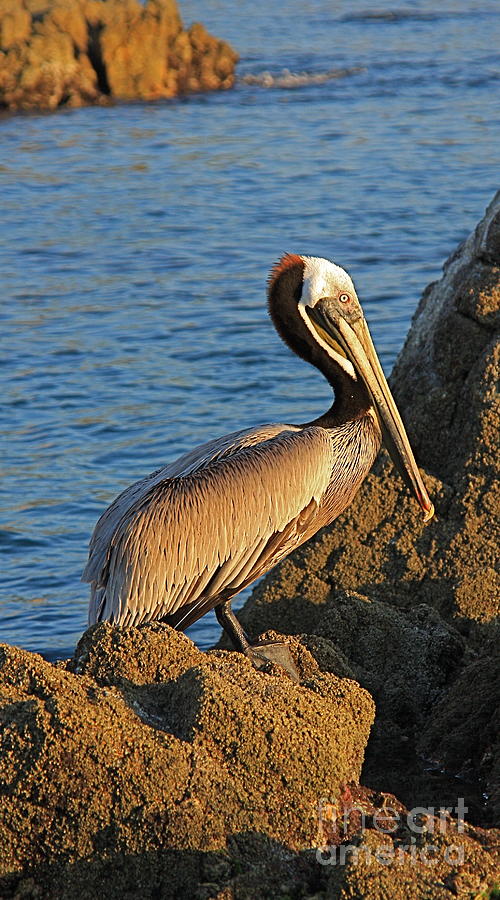 Brown  Pelican Photograph by Nicola Fiscarelli