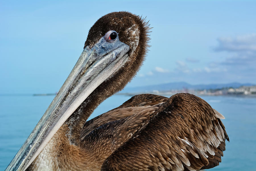 Brown Pelican Oceanside Photograph by Kyle Hanson