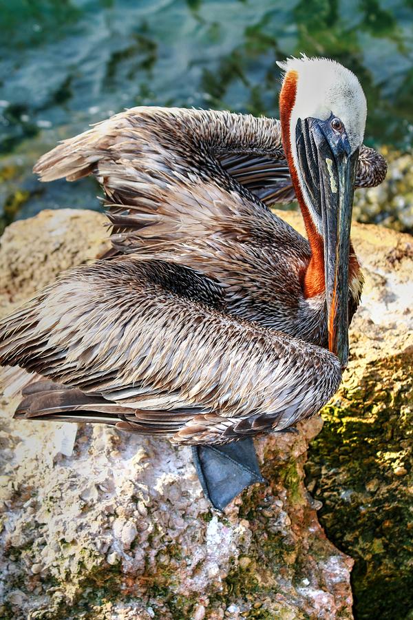Brown Pelican Of Sebastian Inlet Photograph by Carol Montoya