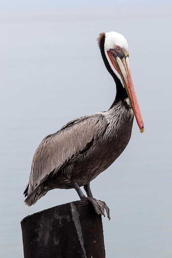 Brown Pelican on Guard Photograph by Shawn Jeffries