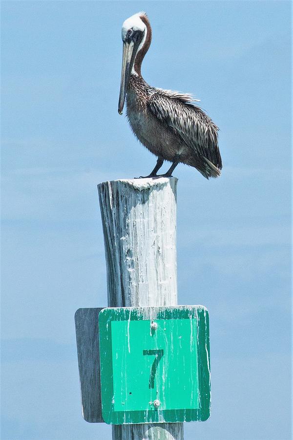Brown Pelican on Marker 7 Photograph by Mary Ann Artz