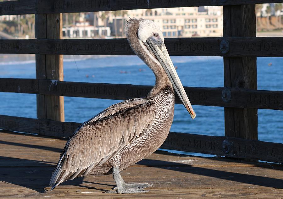 Brown Pelican on Oceanside Pier  Photograph by Christy Pooschke
