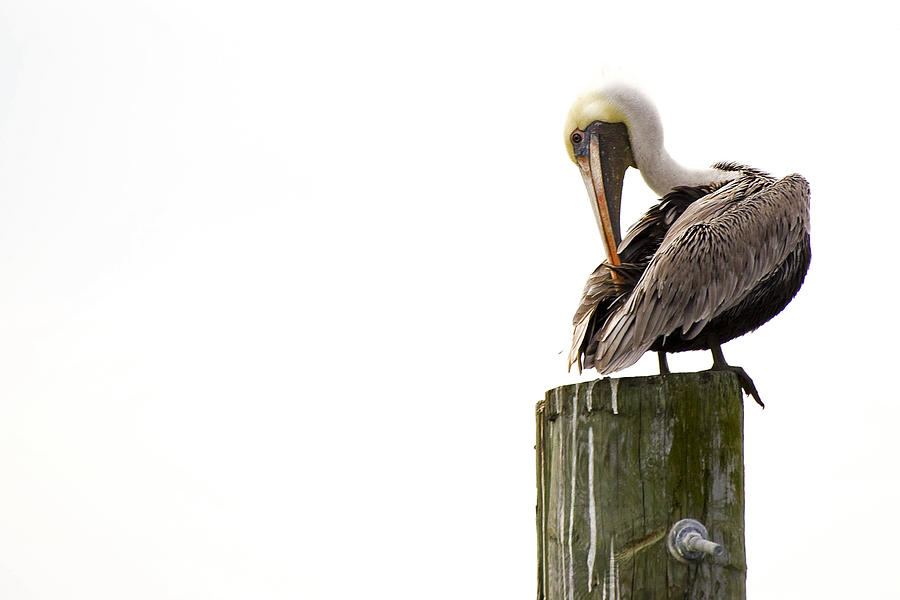 Brown Pelican on Piling Photograph by Bob Decker